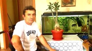 видео: Адениумы пересадка поднимаем каудекс. картинка: Адениумы пересадка поднимаем каудекс.