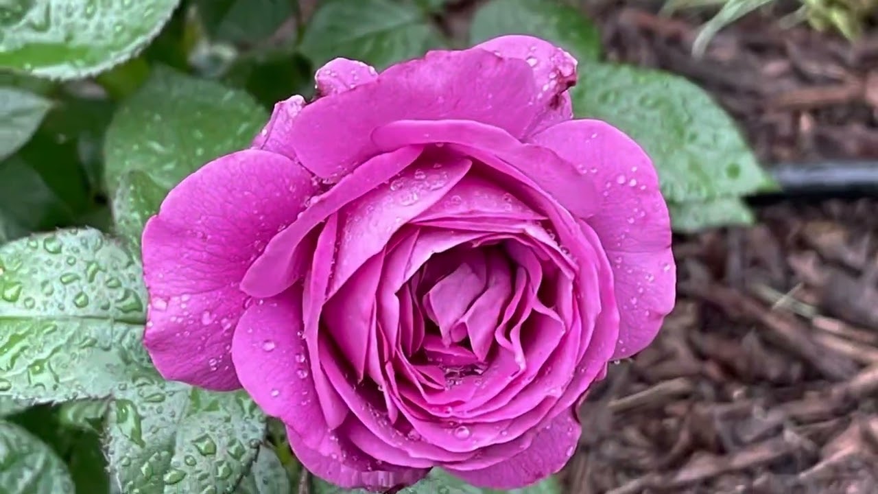 Plum Perfect｜梅子色完美｜颜色漂亮｜健康多花 ｜Nature Sounds