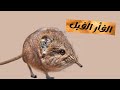 الفأر الفيل  معلومات عامة حقائق واسرار