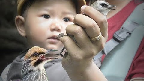 Mengajarkan anak sejak dini tentang kelestarian alam ,perilisan burung dan ular #cipo212 #konserfasi