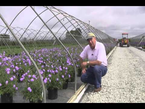 Video: Scabiosa Plants: Cómo hacer crecer una flor de acerico