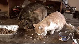 Feral Cats Eating 2