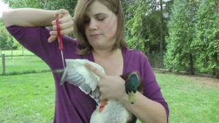 how to clip your birds wings (with call ducks)