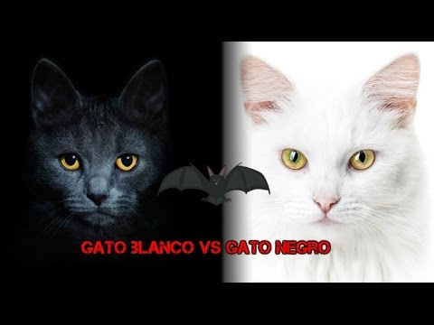 gato negro vs gato blanco - YouTube