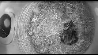 Ostdrossel nestbox live May 14 2026 - Chickadee nest