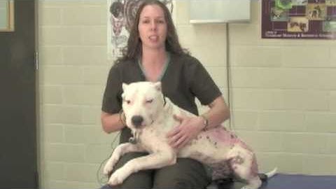 Veterinary Procedures - Obtaining a Fecal Sample