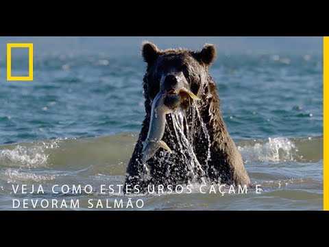 Vídeo: Como vivem os peixes salmão