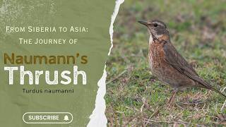 From Siberia to Asia: The Journey of Naumann’s Thrush #birds #thrush #wildlife #trending screenshot 2