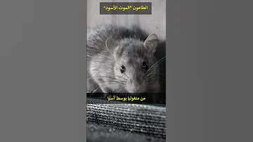 الطاعون الموت الأسود قصص تاريخية 