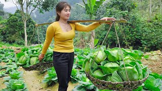 Harvesting Big Cabbage Goes To Market Sell  Cook food for pigs  Take Care  Animals | Nhất New Life