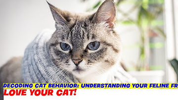 Decoding Cat Behavior: Understanding Your Feline Friend