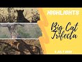 Highlights Epic Caturday cheetah leopards and lions oh my! Sunset 4 July 2020