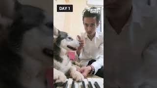 Husky Playing Piano Doghoven VS Cathoven #shorts #funny #fyp