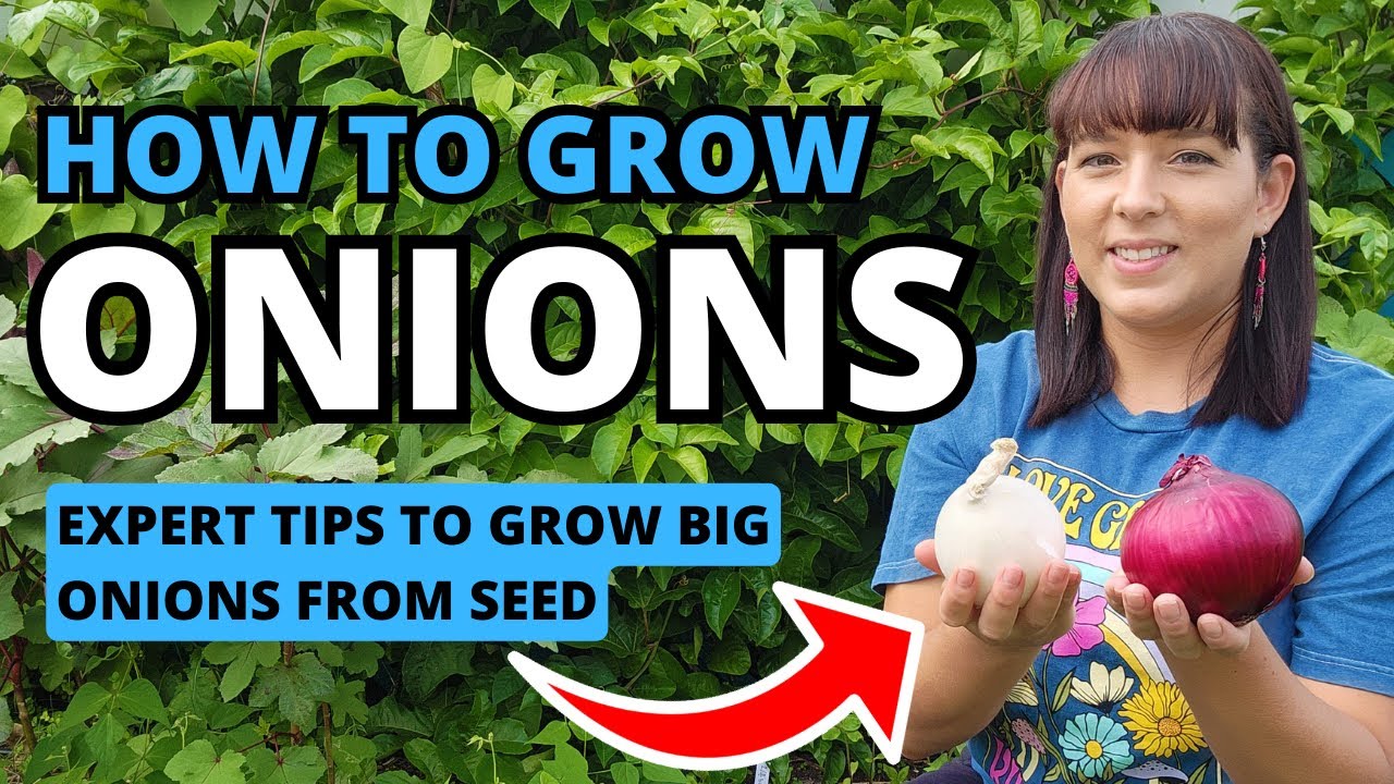 Grow HUGE Onions - How To Grow Onions From Seed & Transplant Into The Garden 