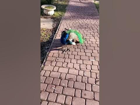 Павлін - YouTube
