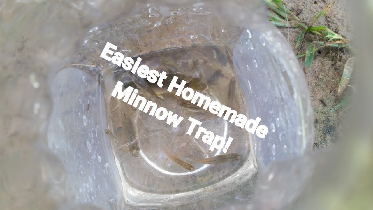 Best Homemade Minnow Trap! 