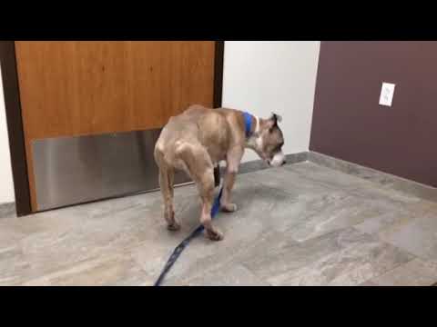 rescue dogs rock nyc Emergency 4