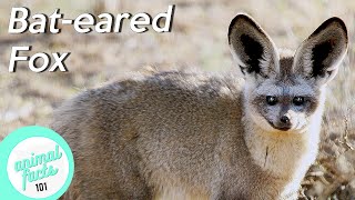 Bat Eared Foxes • All You Need To Know About This Special Fox