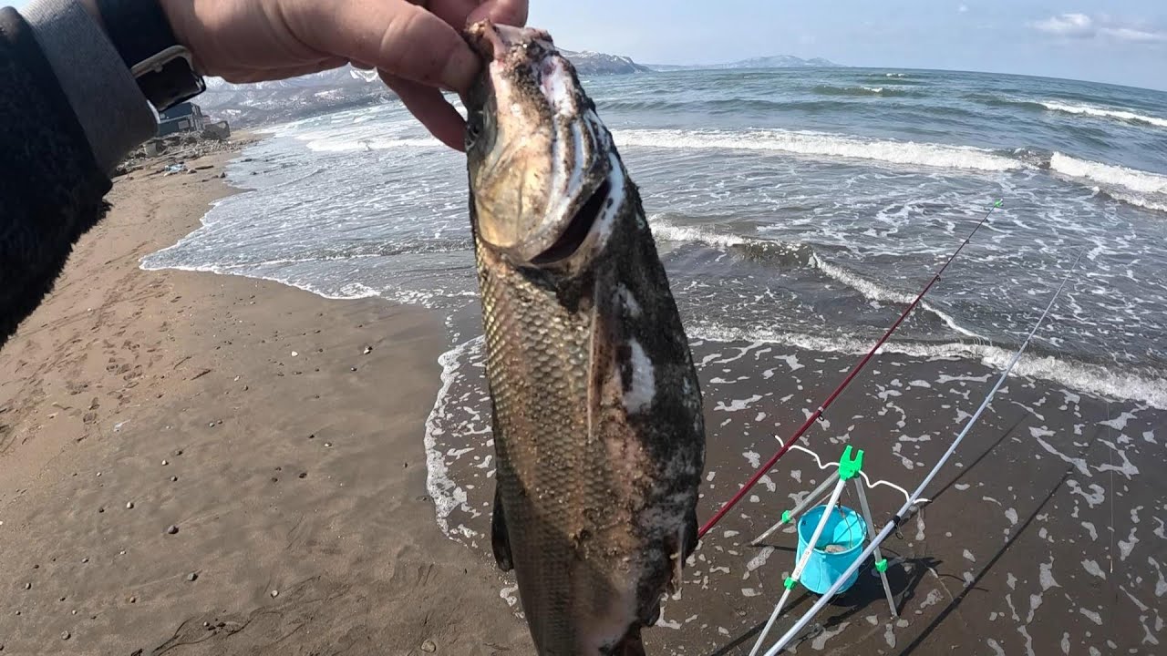 銭函にあるサーフで投げ釣りした結果…