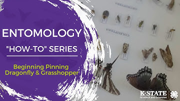 Entomology "How- To" Series- Beginning Pinning Dragonfly & Grasshopper