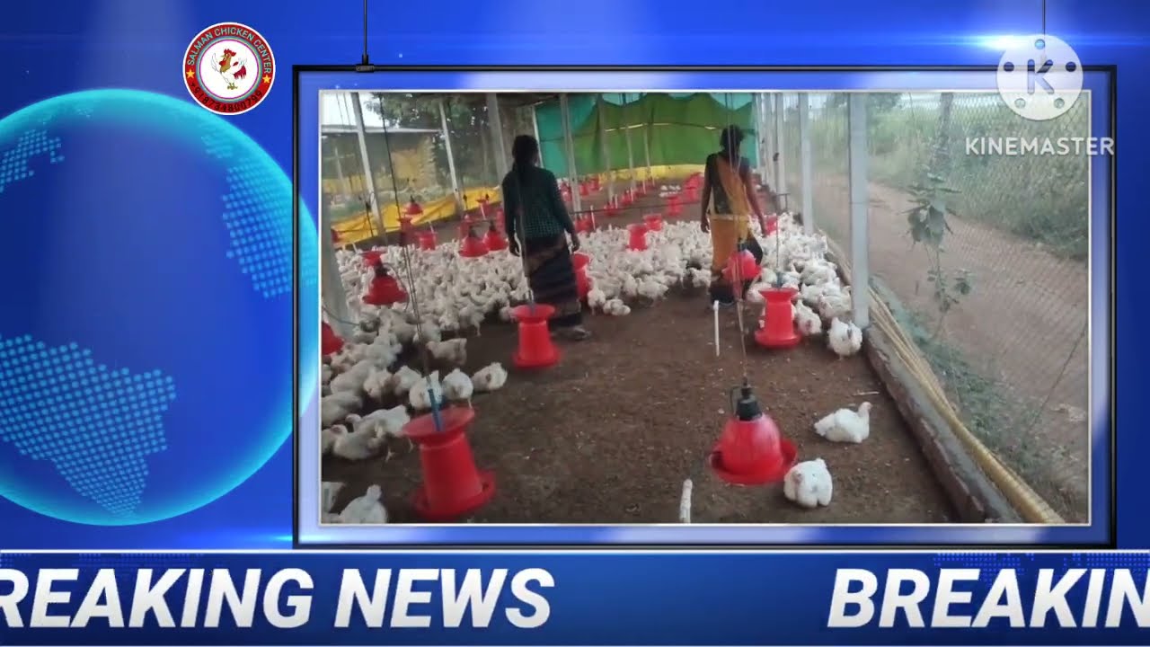 chickens broiler lifting rate today poultry rate today poultry equipment wholesale market