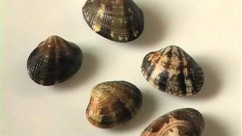 Cosa sono le arselle sarde?