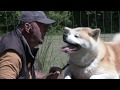 Akita Inu Agressivité Humains. Centre Hervé Pupier