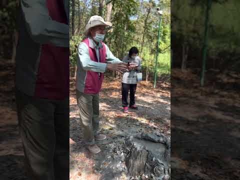 2023過年初四 烏山頂泥火山自然保留區 陳士文導覽解說