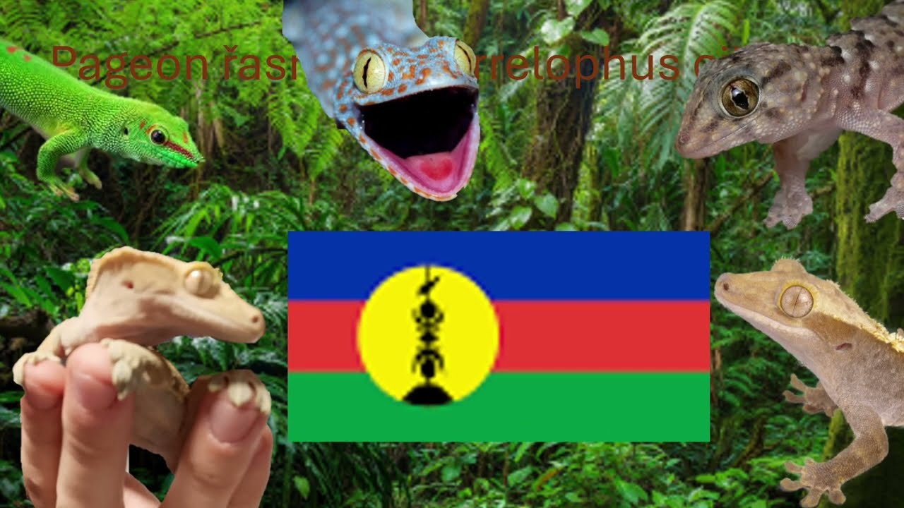 Pagekon řasnatý a jeho úžastnosti|Krysa Zlatá 01|