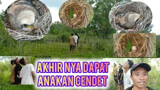 MENEMUKAN ANAKAN CENDET LOCAT DARI SARANG NYA ⁉️ SATU POIN TELLOR CENDET MANTAP