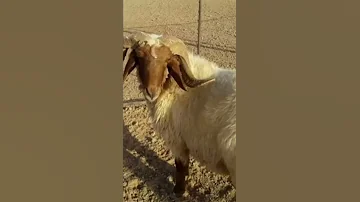 تسجيل صوت خروف 