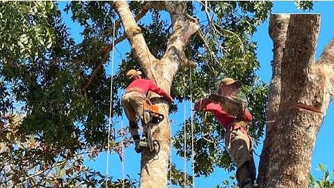 thợ cưa miền tây hạ cây xà cừ hơn hai chăm hoành # mientaytv 