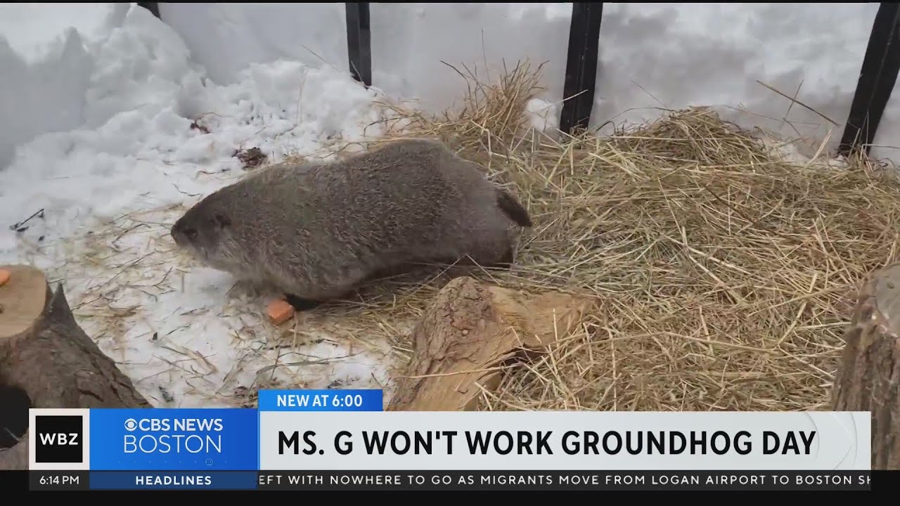 Ms. G will be sidelined from traditional Groundhog Day event in