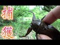 タガメの生息地で有名なだけあって、マジでいた！！【Lethocerus deyrollei】