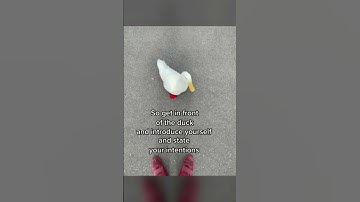 How to Pick Up a Duck (part 3)