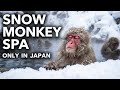 今日リーダー猿の様子がおかしい?冬の長野・地獄谷温泉 / 地獄谷野猿公苑 子ザル ニホンザル snowmonkey monpai monyet