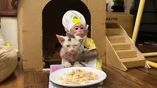 Monkey BiBi enlisted to help dad cook for the kittens