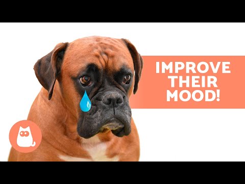 How to CHEER UP a SAD DOG 🐶✅ (Puppies and Adults)