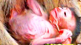 Really soft baby just born trying hard to hug mom when busy eat lotus fruit - Lovable baby monkey screenshot 3