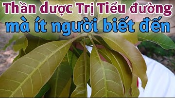 Bài thuốc đặc trị Tiểu đường.PHAN HẢI Channel
