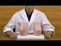 授乳期と非授乳期の乳房の内部構造を比較できる模型│L56
