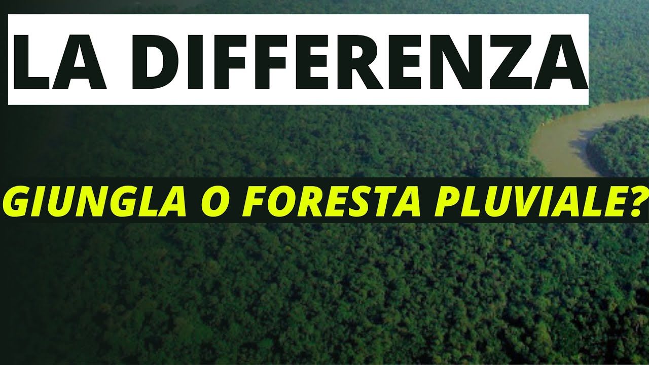 Qual'è la DIFFERENZA tra GIUNGLA e FORESTA PLUVIALE? YouTube Qual'è la DIFFERENZA tra GIUNGLA e FORESTA PLUVIALE? YouTube