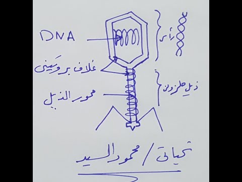 البكتريوفاج  وارسم معايا