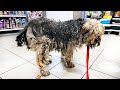 Grooming Saved His Life! 🐶✂️ Extremely matted homeless Dog Rescue