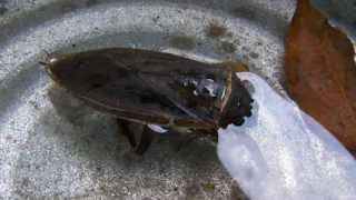 Giant Water Bug - Toe-Biter - Alligator Tick - Belostomatidae