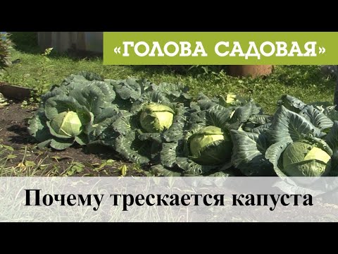 Голова садовая - Почему трескается капуста