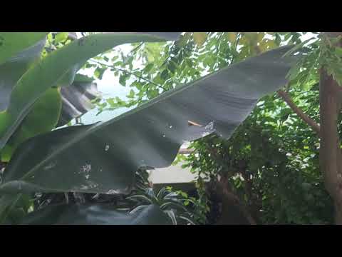 LITTLE COSTA RICA