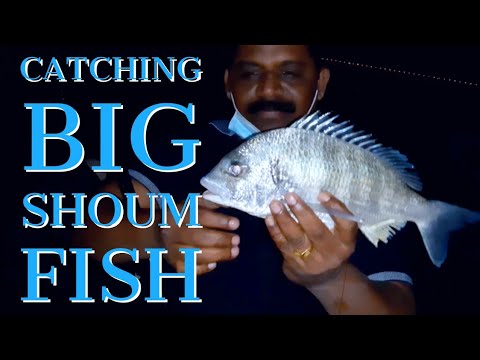 kuwait Fishing!! Big Silver Shoum Fish Catching Free Casting Method ...