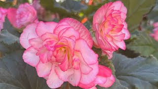 Home Depot Garden Center Early June 2024 Inventory! Good Sale! #garden#flowers #plants