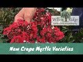 New Crape Myrtle Varieties